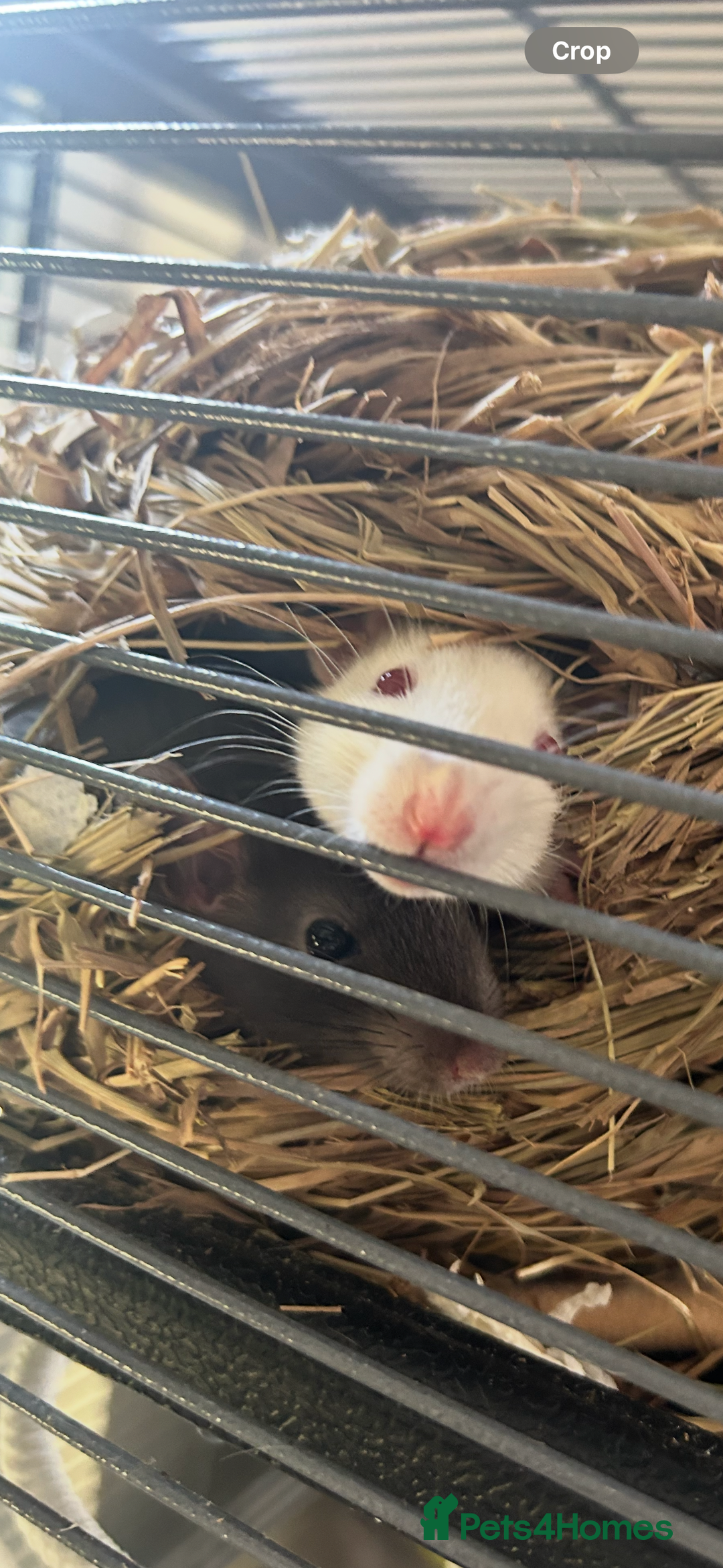 Rat rodents for sale: 3 female rats  - Image 3