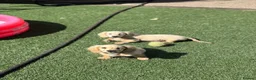 Miniature Dachshund dogs for sale: KC cream dachshunds  - Advert 12