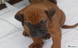 Rhodesian Ridgeback dogs for sale: Rhodesian Ridgeback Puppies KC reg - Image 12