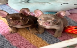 French Bulldog dogs for sale: 11 weeks old Isabella & tan carries fluffy RFG  - Image 17