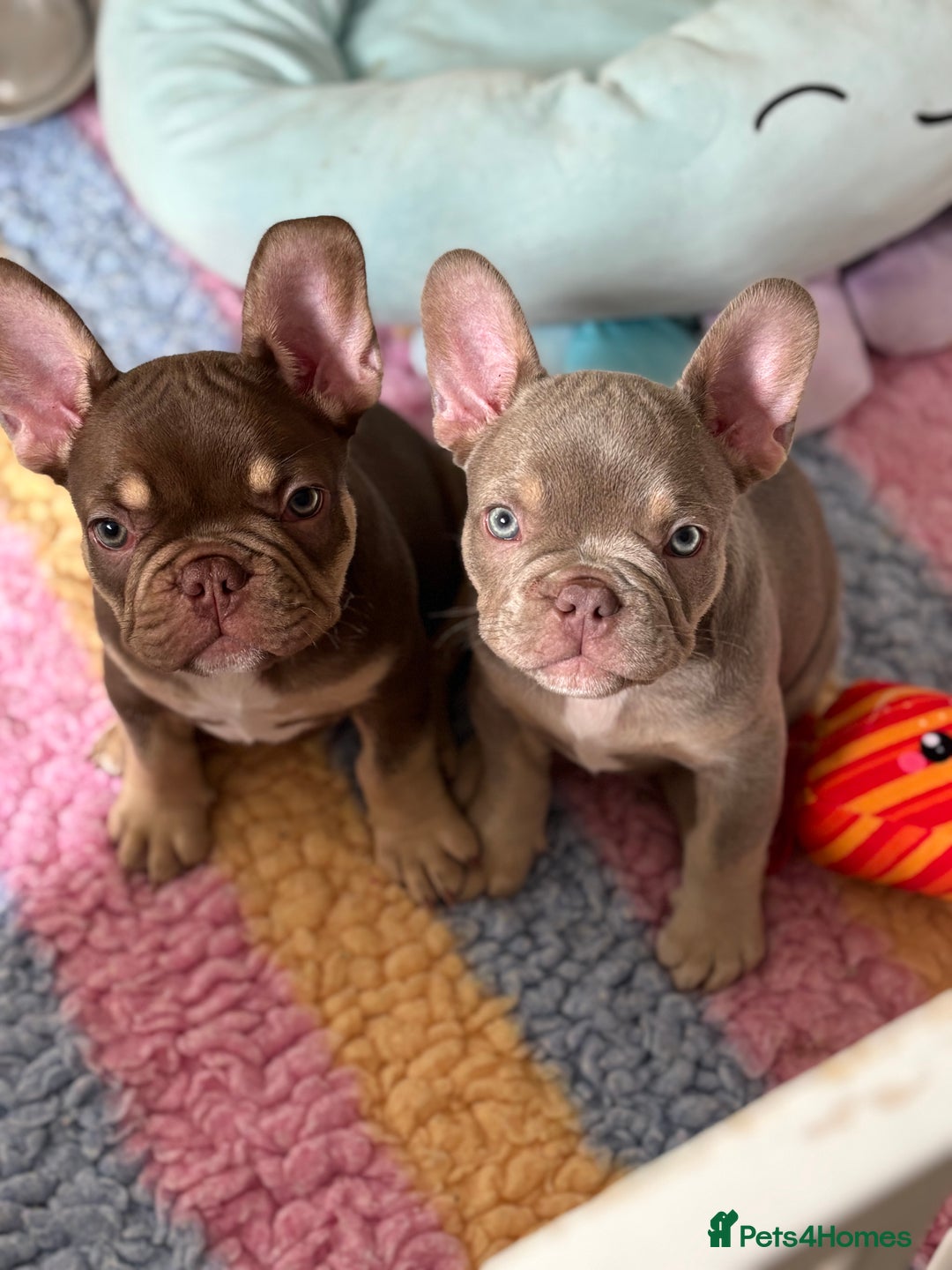 French Bulldog dogs for sale: 11 weeks old Isabella & tan carries fluffy RFG  - Image 17