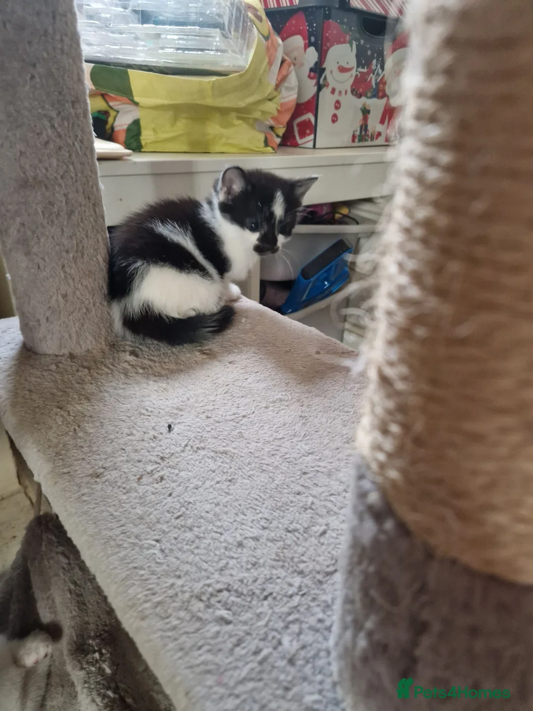 Mixed Breed cats for sale: Beautuful Kittens waiting for their furever homes - Advert 17