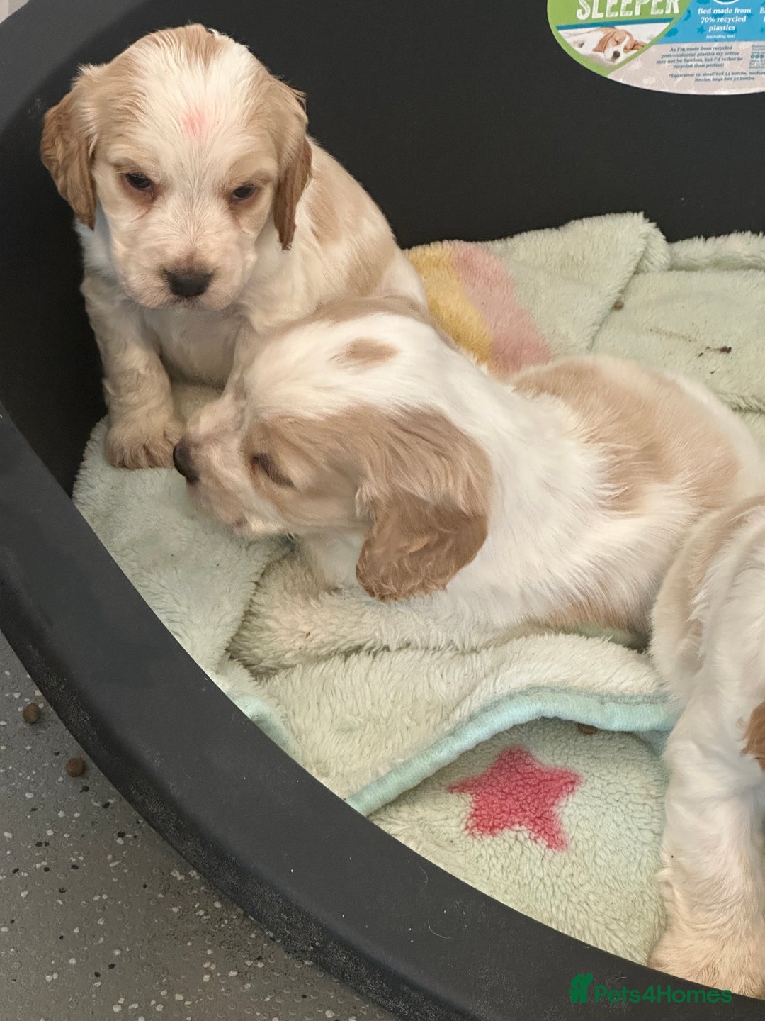 Cocker Spaniel dogs for sale: 1 boy available orange roan  - Advert 26