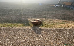 French Bulldog dogs for sale: French Bull Dog - Image 5