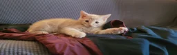 Mixed Breed cats for sale: Five Gorgeous Kittens Available! - Advert 8