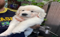Golden Retriever dogs for sale: 5 generation KC registered pure white  - Image 18