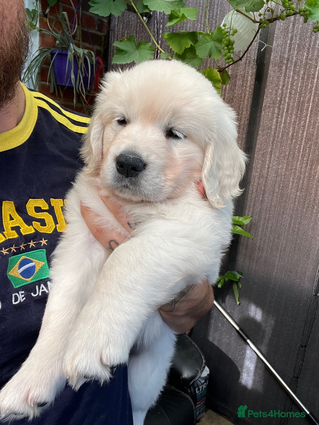 Golden Retriever dogs for sale: 5 generation KC registered pure white  - Image 18