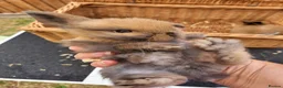Mini Lop rabbits for sale: 5 + 2x Mini lops babies - Advert 4