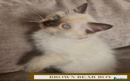 Munchkin cats for sale: Munchkin kittens - Image 2