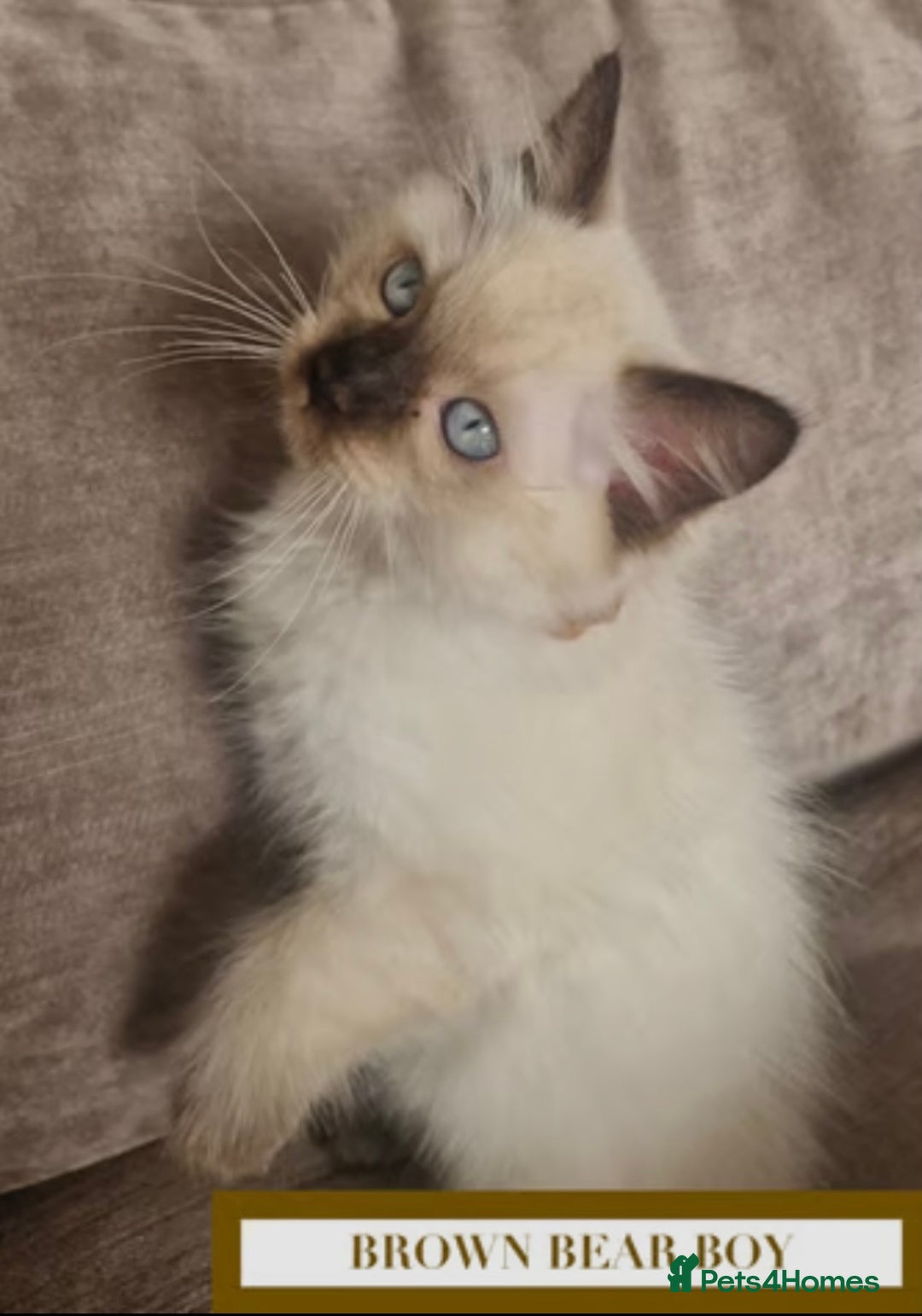Munchkin cats for sale: Munchkin kittens - Image 2