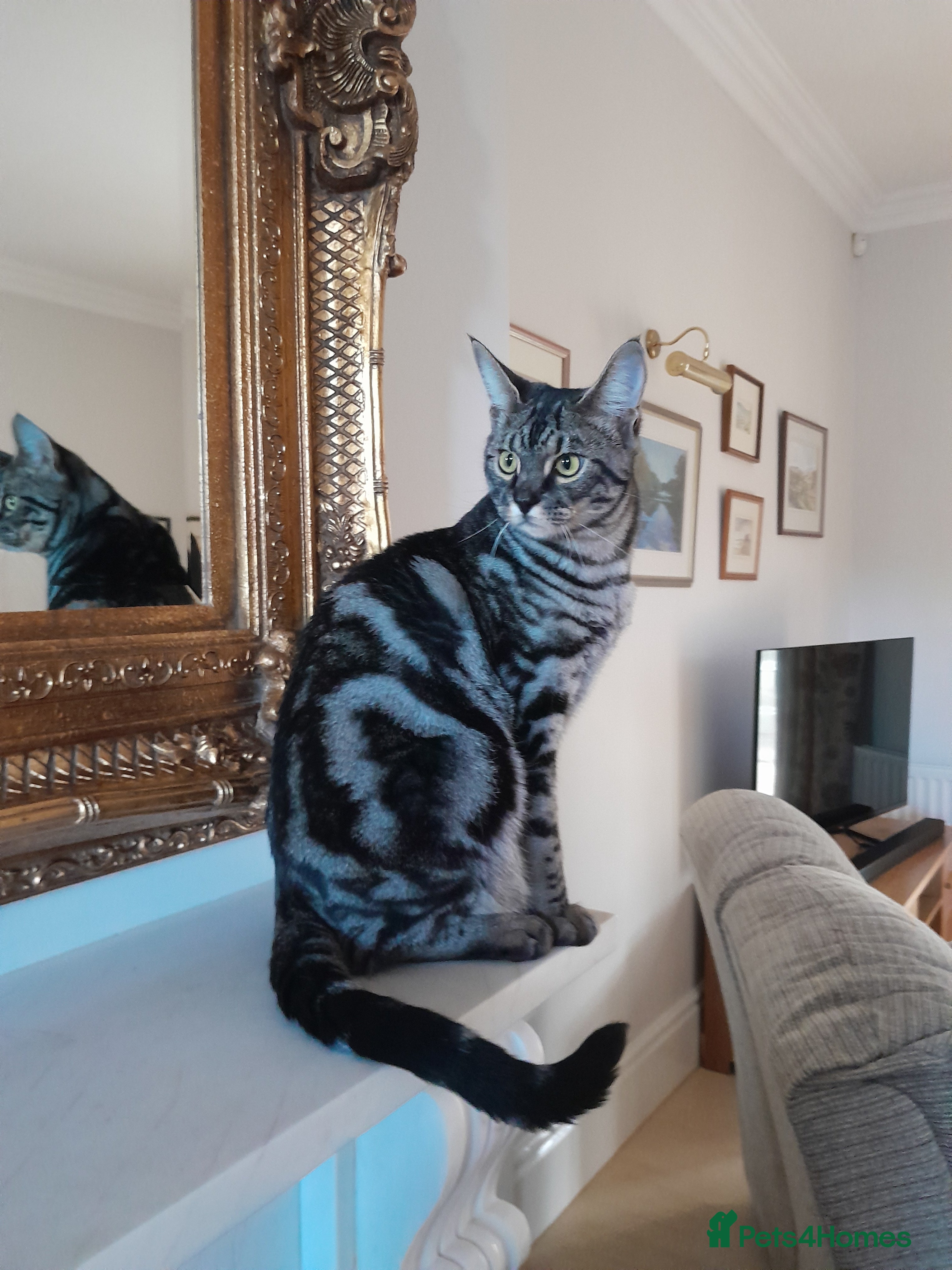 Savannah cats Full Pedigree & TICA Reg F5 Marble Savannah Kitten - Advert 1