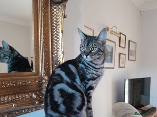 Savannah cats Full Pedigree & TICA Reg F5 Marble Savannah Kitten - Advert 1