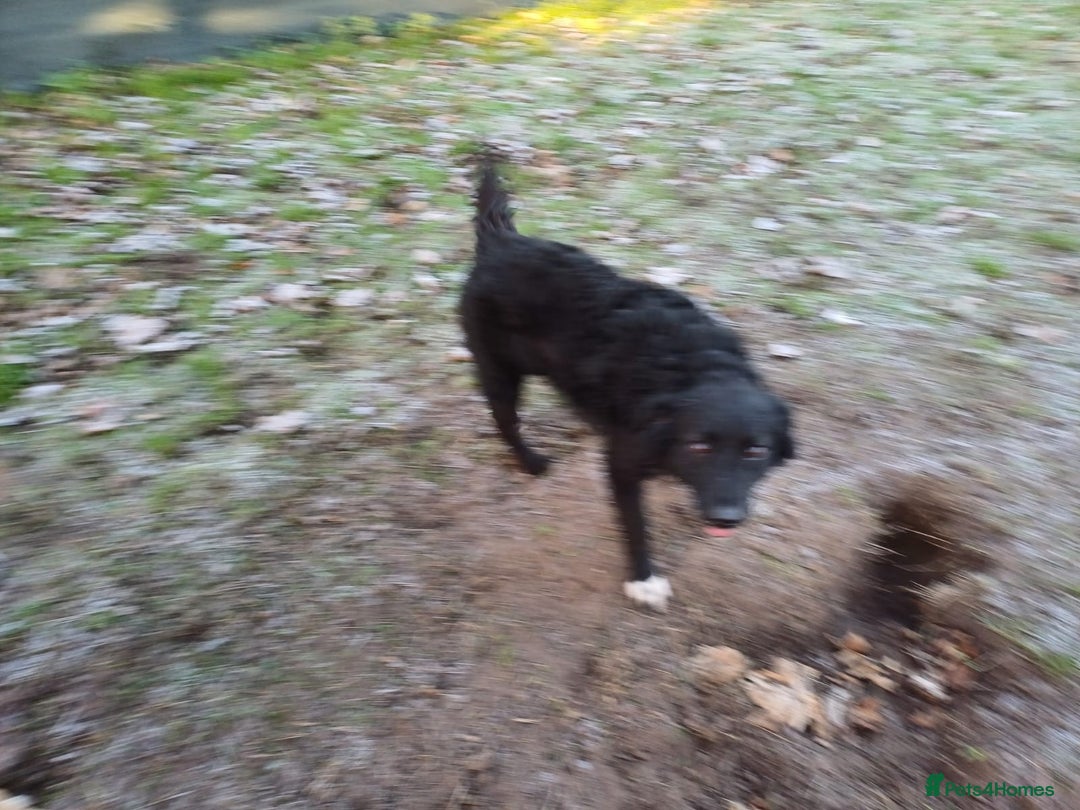 Mixed Breed dogs for adoption: Daisy, a Beautiful Soul - for a Loving Home - Advert 23