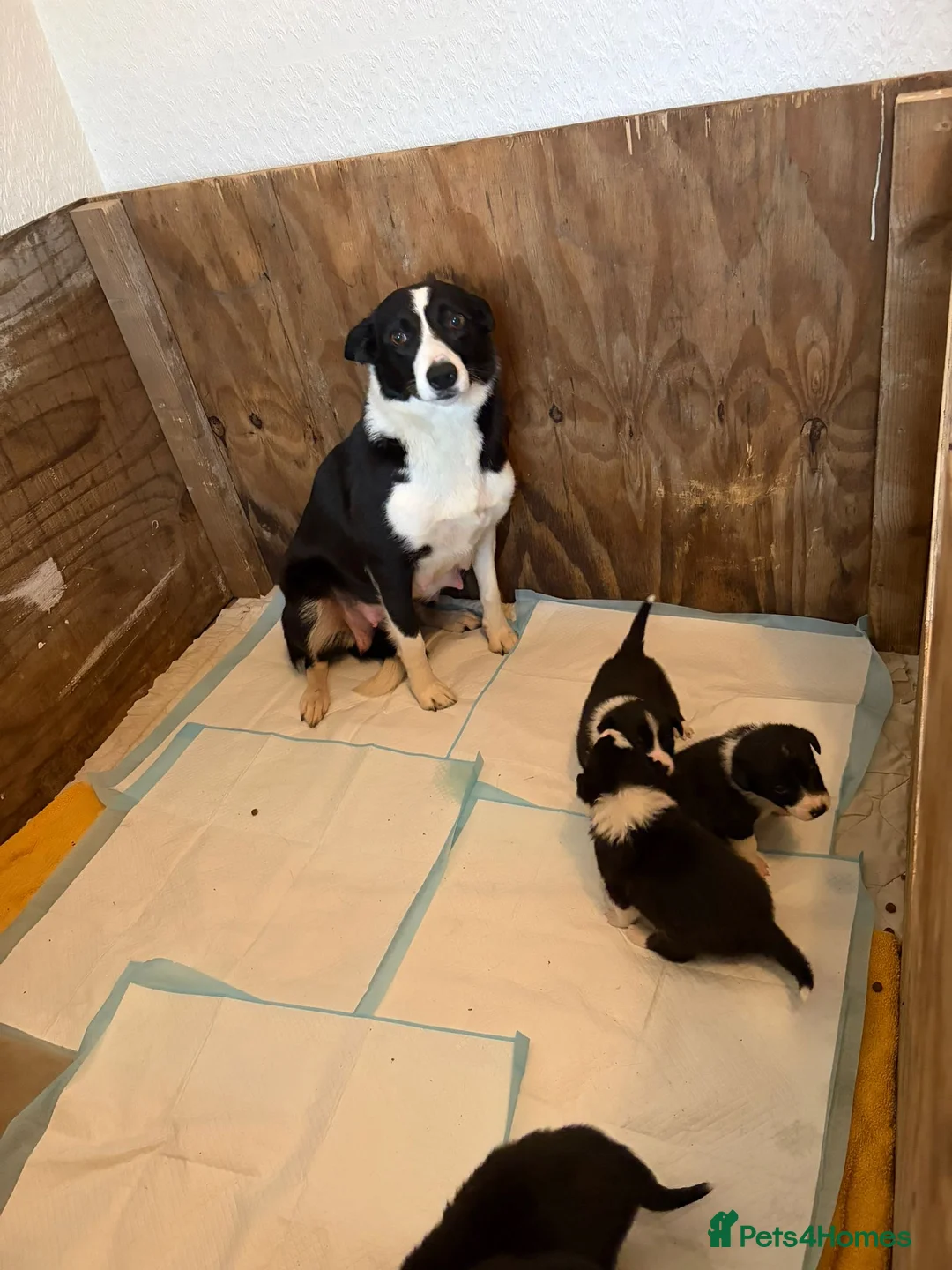 Border Collie dogs for sale: Border Collie Pups - Advert 17