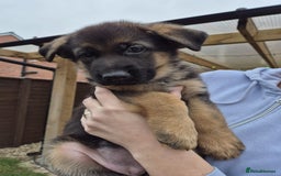 German Shepherd dogs for sale: KC registered German shepherd puppies - Image 15