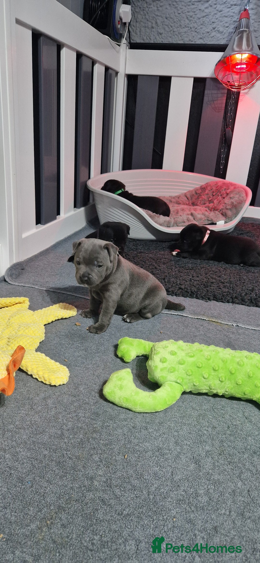 Staffordshire Bull Terrier dogs for sale: Blue Female Staffordshire Bull Terrier - Image 7