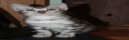 Bengal cats for sale: Beautiful TICA Registered Male Bengal Kittens - Advert 13