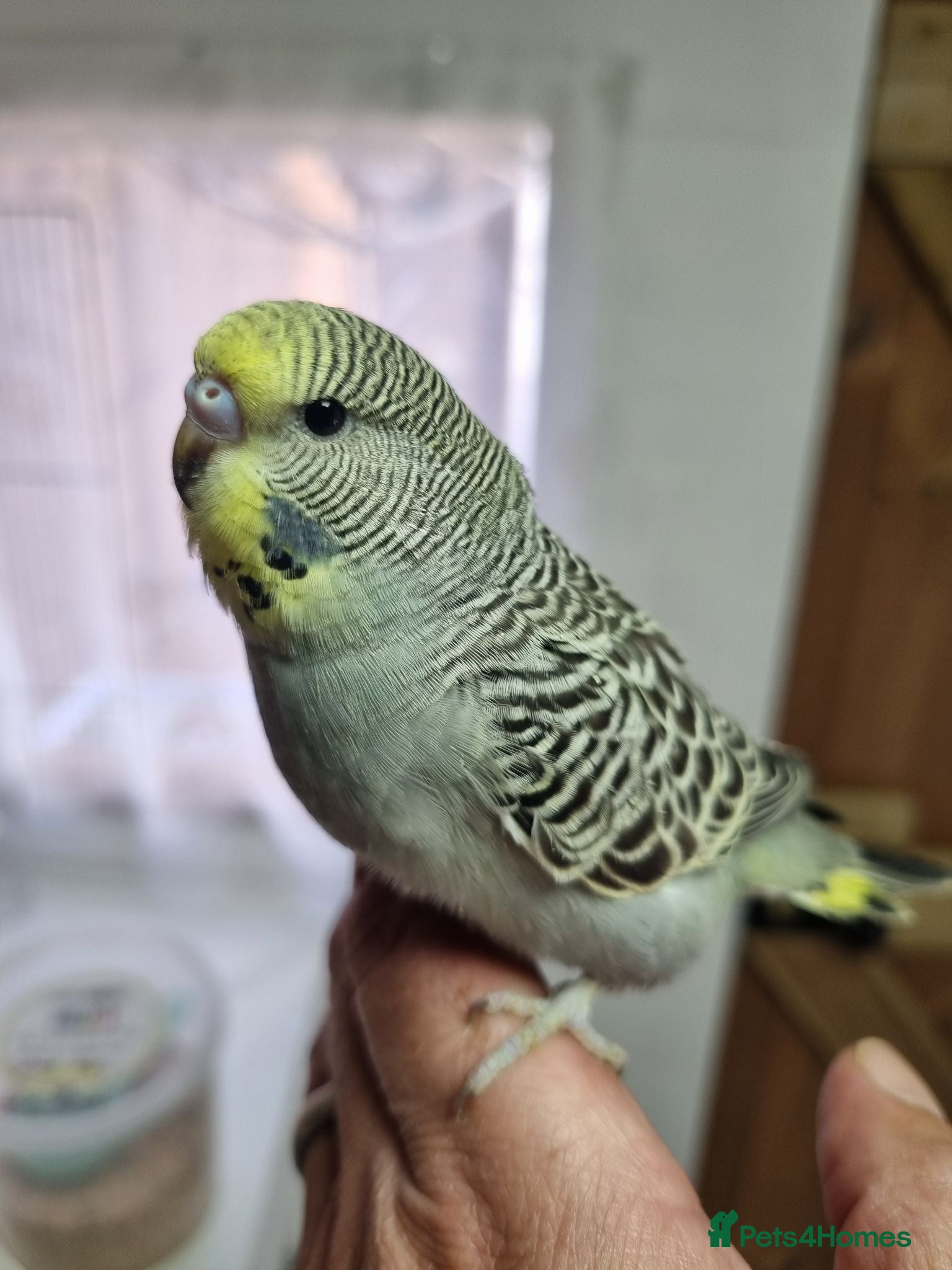 Budgerigars birds Baby Budgies for sale - Advert 1