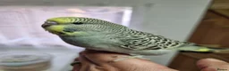 Budgerigars birds for sale: Baby Budgies for sale - Advert 1