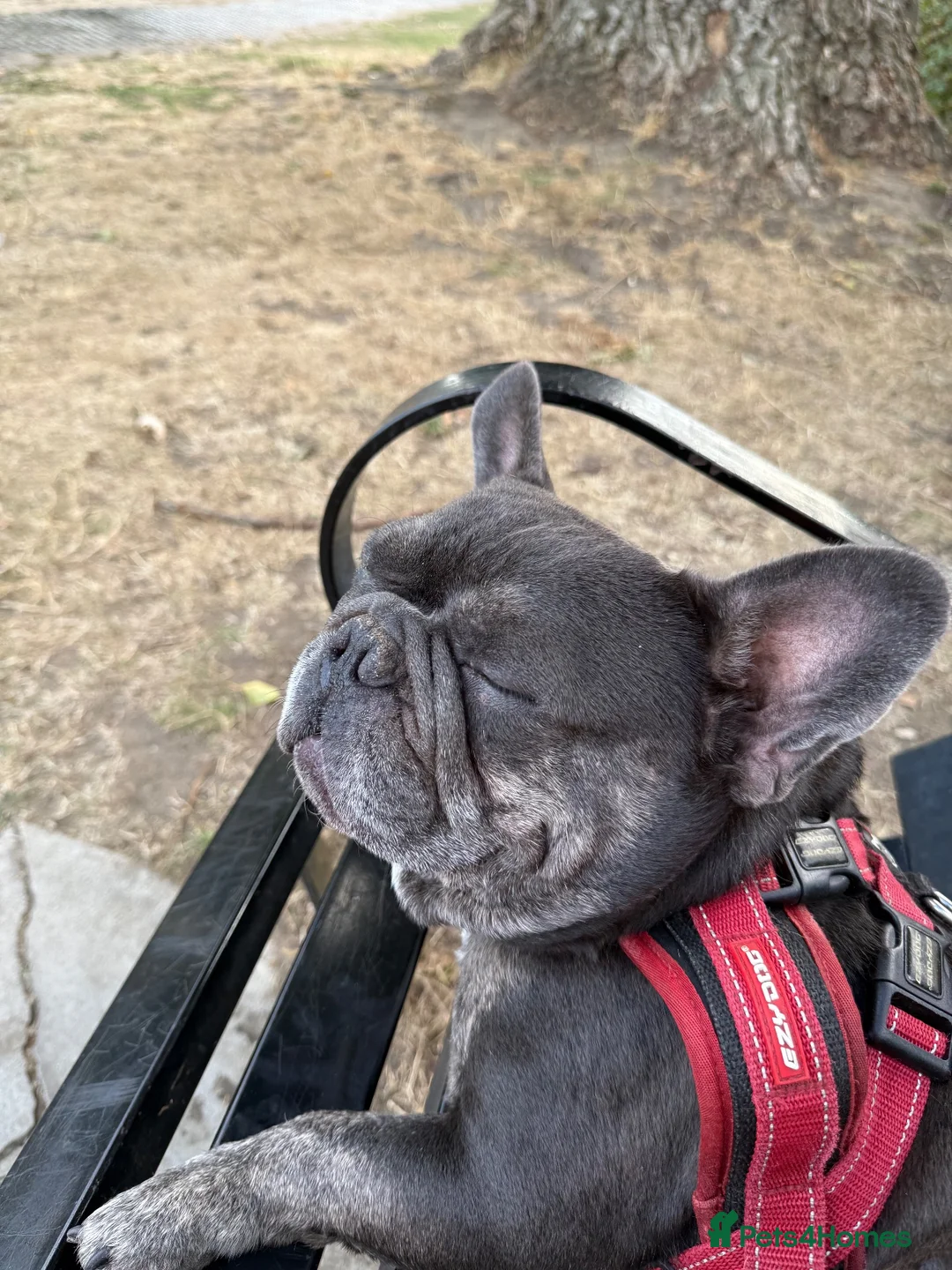 French Bulldog dogs for sale: Rescue boy Simba  - Advert 8