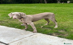 Weimaraner dogs for sale: Weimaraner 5 Months Old, Looking for a Loving Home - Image 4