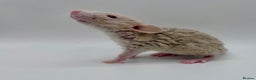 Rat rodents for sale: Pedigree Dumbo Rats  - Advert 8