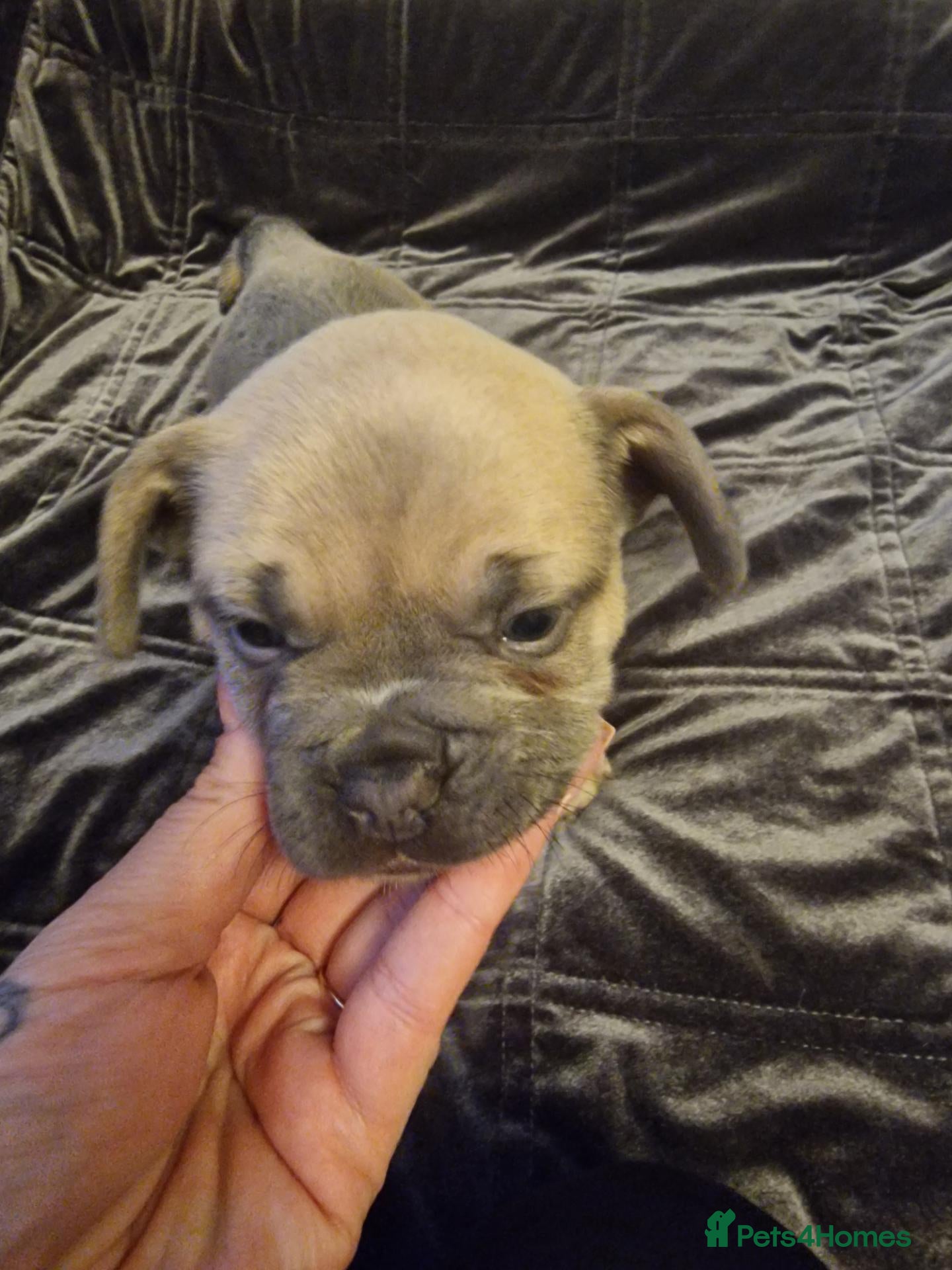 French Bulldog dogs French bulldog puppies  - Advert 15