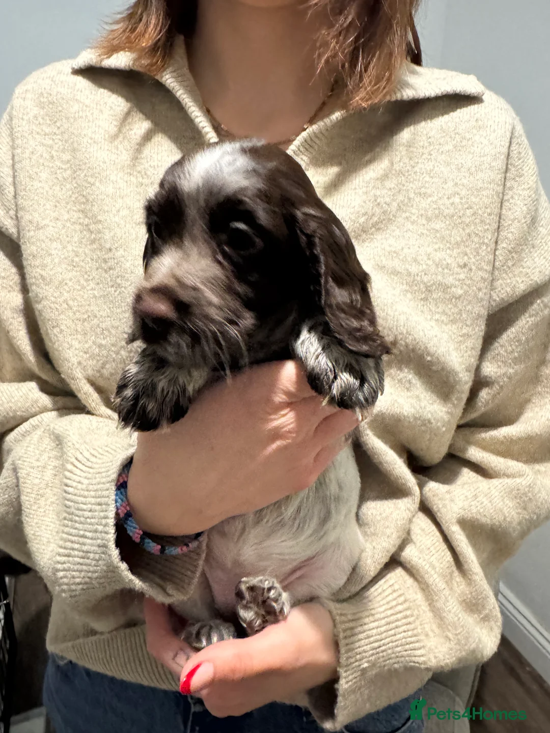 Cocker Spaniel dogs for sale: 4 Cocker Spaniel pups - unusual colours - Advert 4