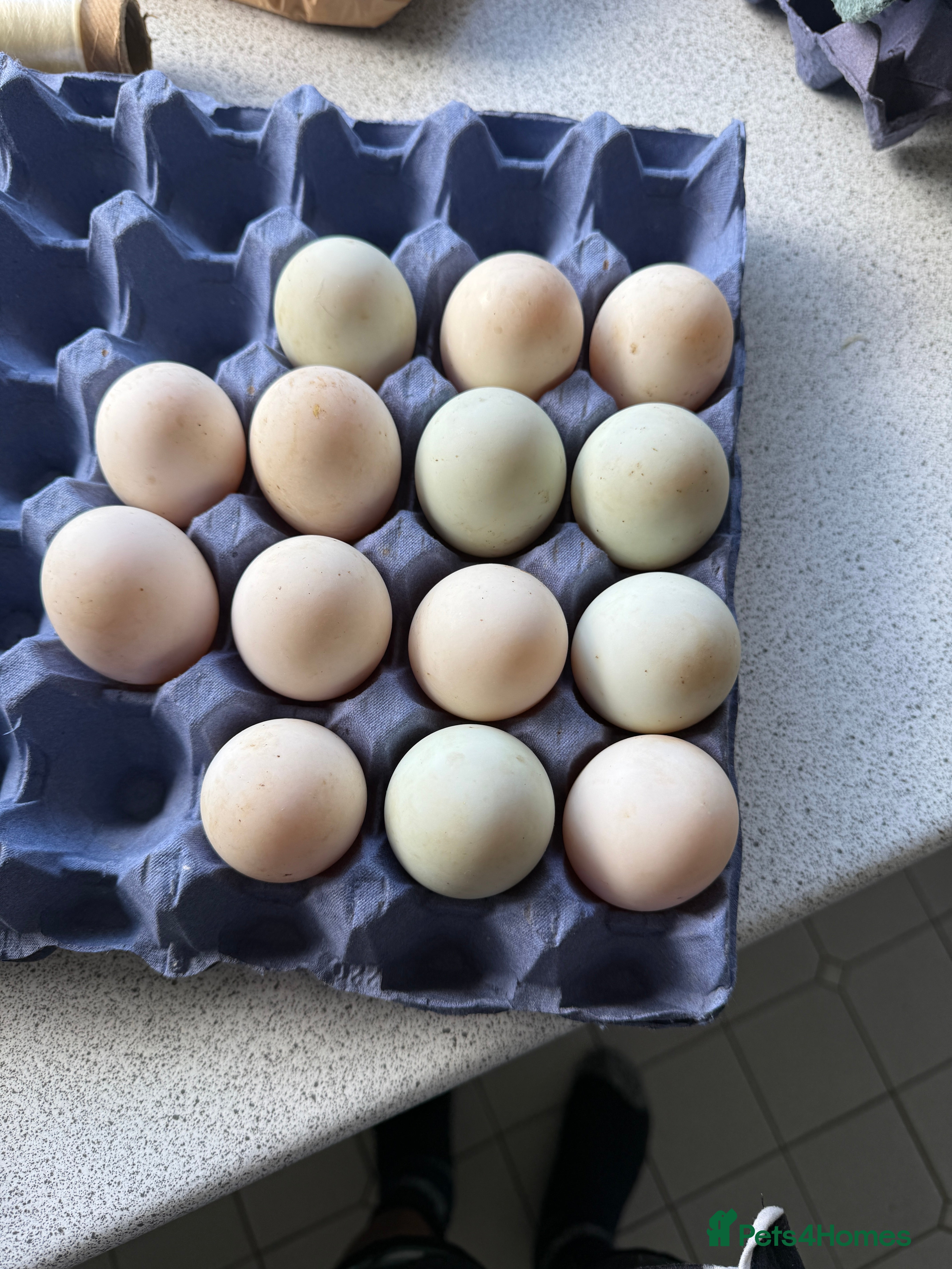 Mixed Breed poultry Hatching eggs  in Ringwood - Advert 1
