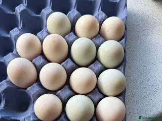 Mixed Breed poultry Hatching eggs in Ringwood - Advert 1