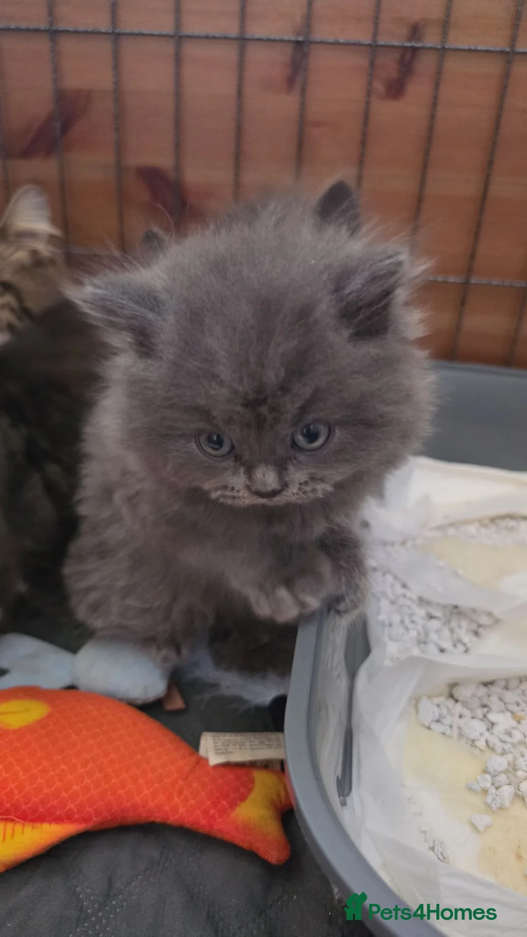Persian cats for sale: Blue beautiful boy - Advert 2