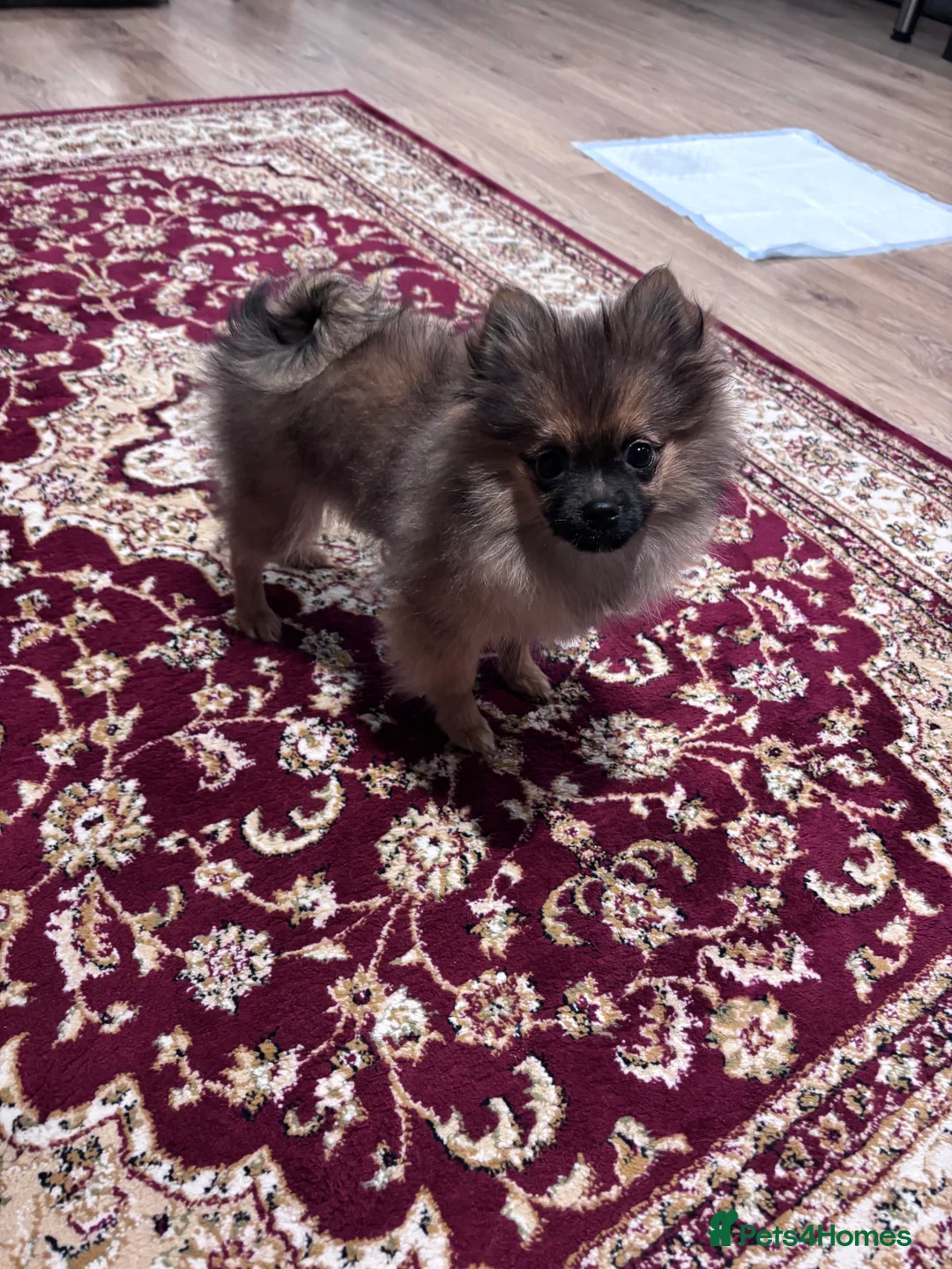Pomeranian dogs for sale: 🐾 Stunning Male Pomeranian Puppy – £1,750 🐾 - Advert 22
