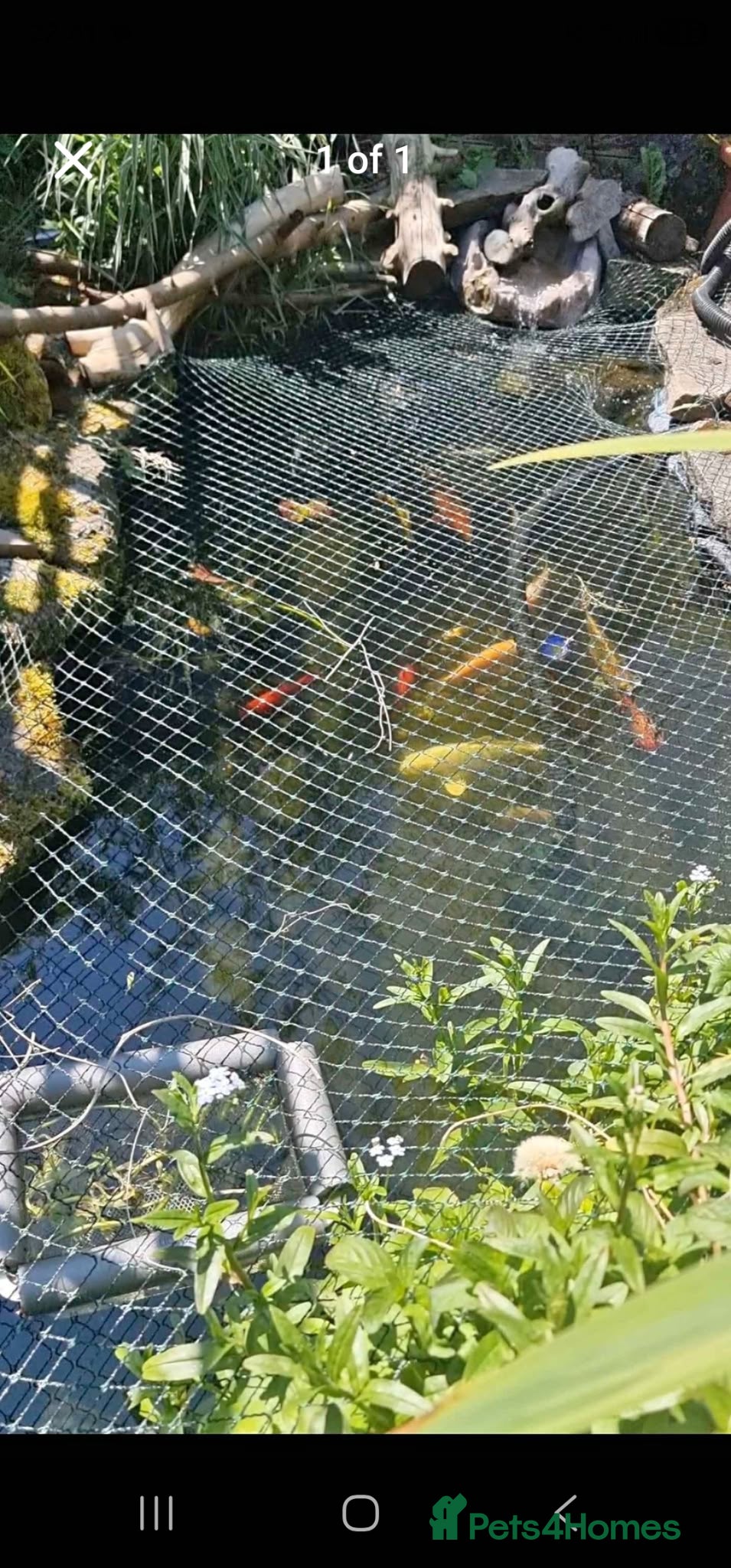 Pond Fish fish Koi carp / grass carp - Advert 1