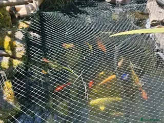 Pond Fish fish Koi carp / grass carp - Advert 8