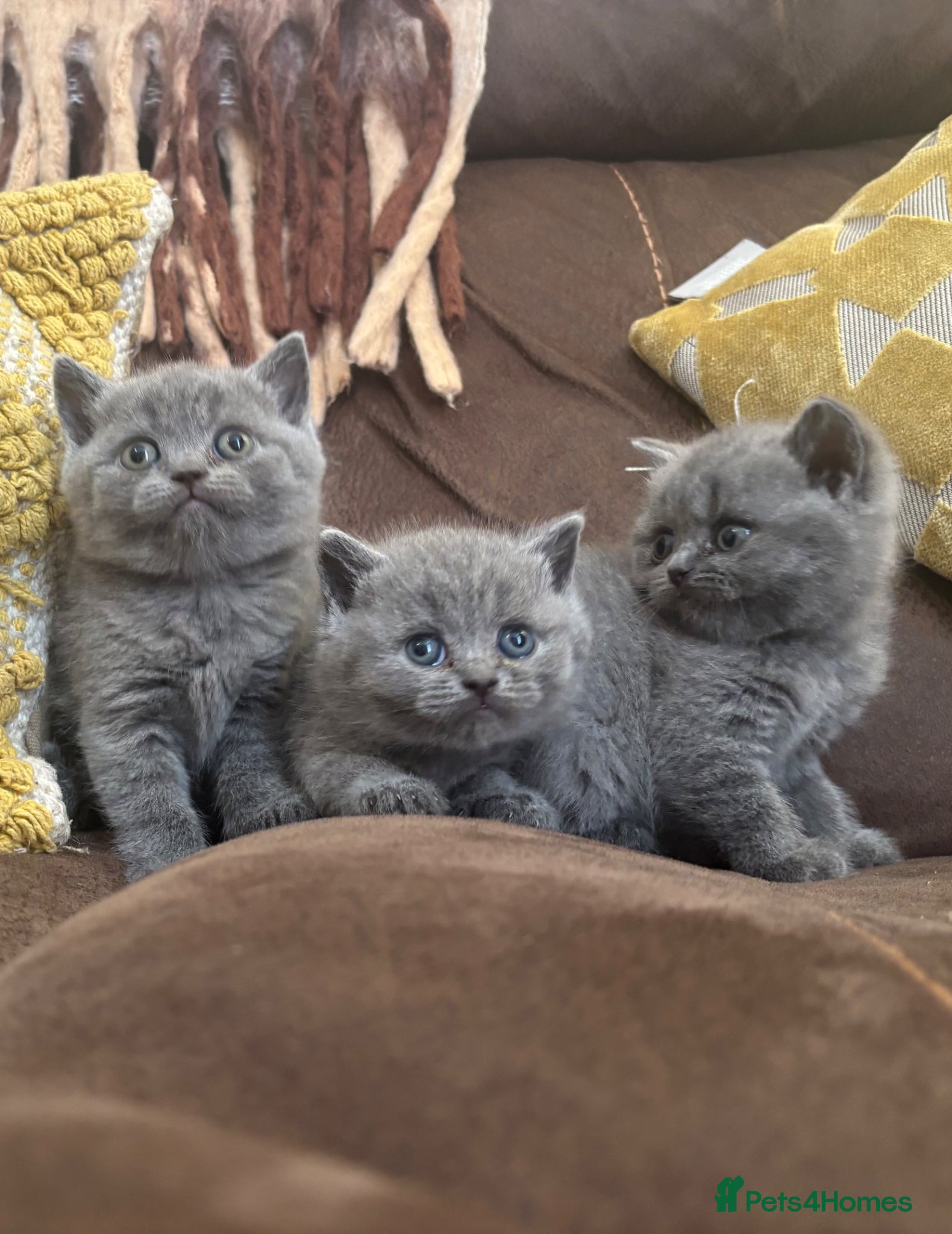 British Shorthair cats Beautiful Blue BSH Kittens. GCCF - Advert 1