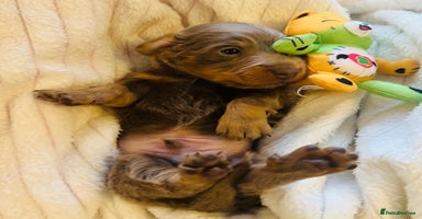 Dachshund dogs Miniature Long Haired Dachshund Puppies - Advert 6