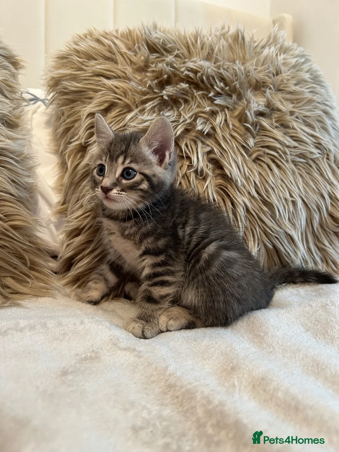 Mixed Breed cats for sale: Blue bengal kittens 🐈‍⬛🏠 - Advert 2