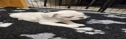 French Bulldog dogs for sale: Ready to leave now Rare Platinum French bulldogs   - Advert 24