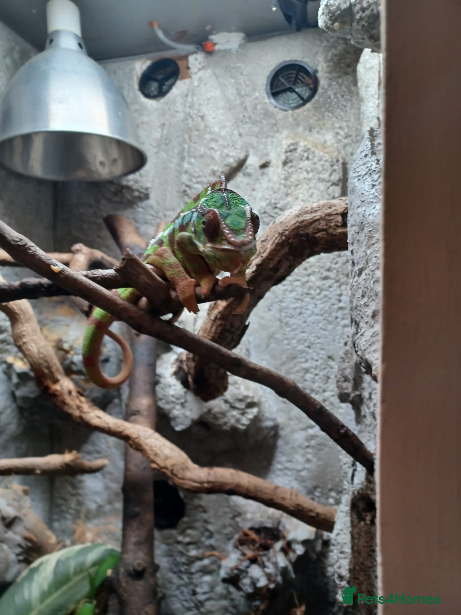 Chameleon reptiles Pair of Amilobe Panther Chameleons - Advert 2