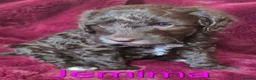 Labradoodle dogs for sale: Gorgeous Miniature Labradoodles - Advert 27