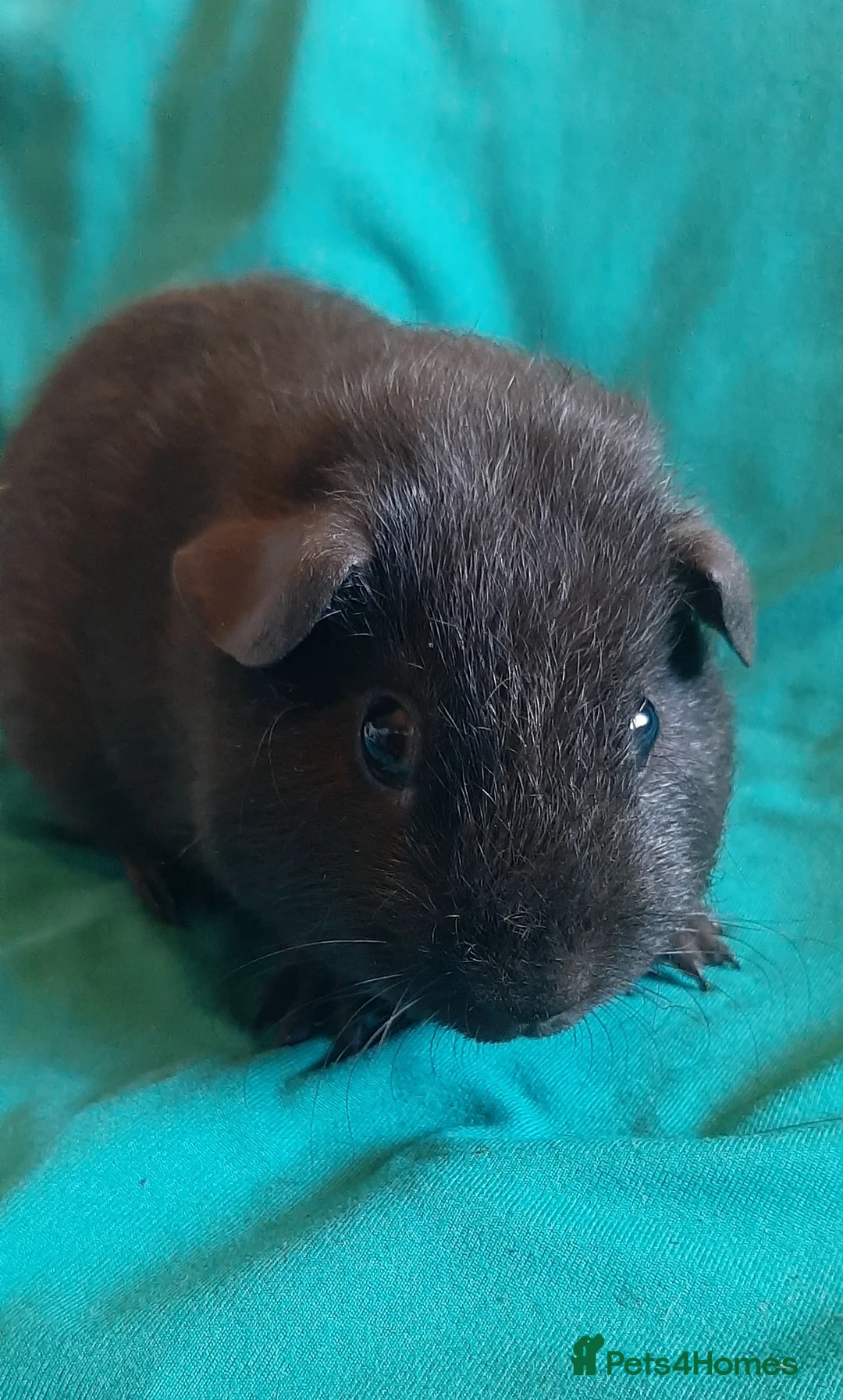 Guinea Pig rodents for sale: Guinea pig baby girls  - Advert 1