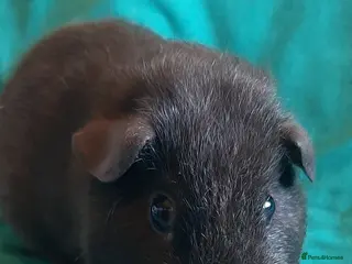 Guinea Pig rodents for sale: Guinea pig baby girls - Advert 2