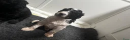 Labradoodle dogs for sale: Beautiful unique phantom/parti labradoodles - Advert 16