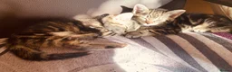 British Shorthair cats for sale: Lovely adorable Kittens FOR SALE Mixed Newquay  - Advert 18
