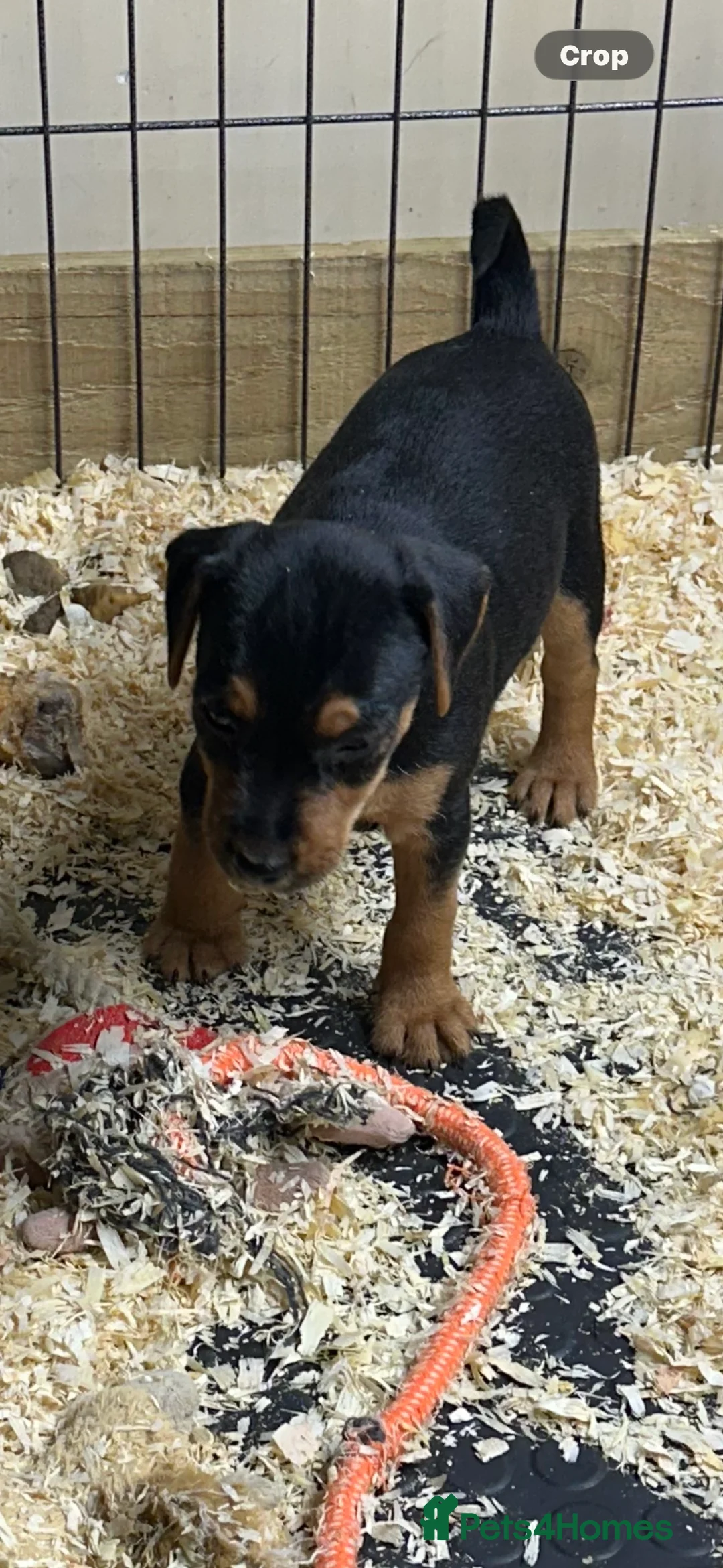 Patterjack dogs for sale: Gorgeous Patterjack Puppies for sale - Advert 8
