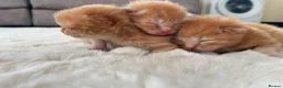 Mixed Breed cats for sale: Beautiful rogdoll cross maincoon xxl kittens  in Colchester - Advert 4