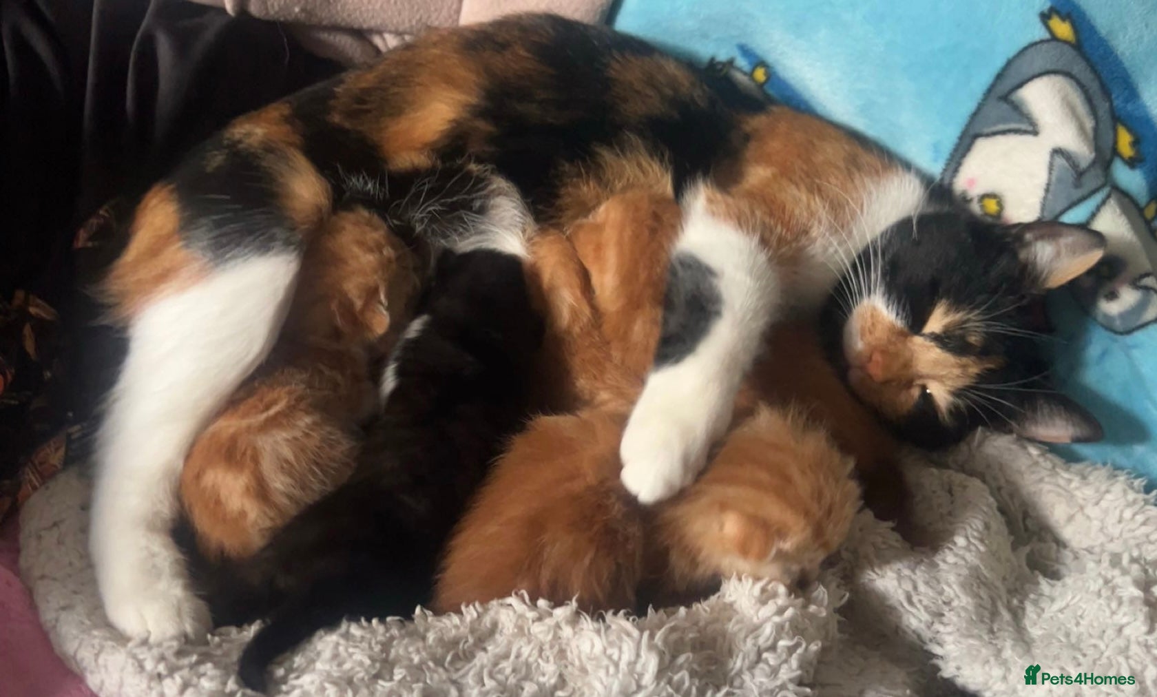 Mixed Breed cats Ginger x calico mixed kitten - Advert 2