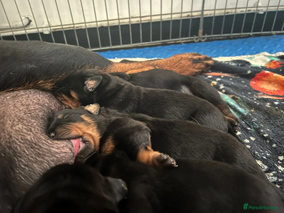 Rottweiler dogs for sale: Pure Rottweiler for Sale  - Advert 2