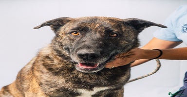 Mixed Breed dogs - Advert 1