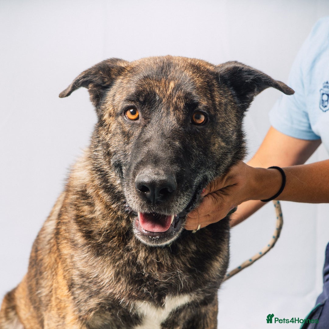 Mixed Breed dogs for adoption: 💔 A Kind Home for DALE - Image 2